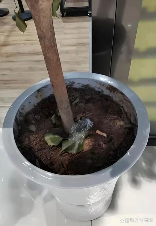 啤酒倒盆栽土里，是施肥还是伤根？-第3张图片-吾爱花网