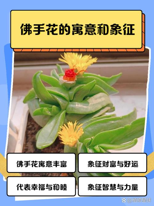 佛手盆栽的寓意和象征-第1张图片-吾爱花网