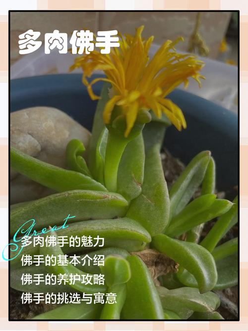 佛手盆栽的寓意和象征-第2张图片-吾爱花网