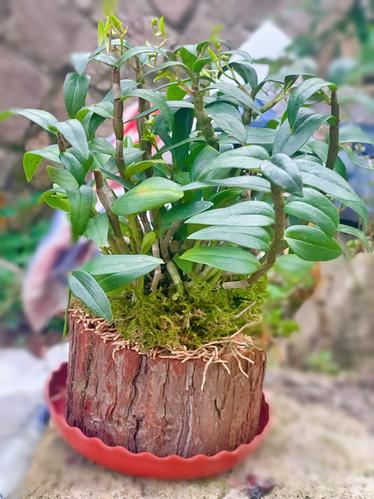 浙江铁皮石斛盆栽怎么种才好活？-第1张图片-吾爱花网