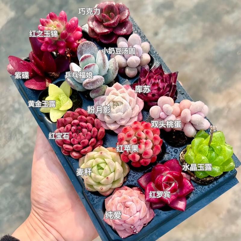 多肉植物分盆最佳季节是何时？-第2张图片-吾爱花网