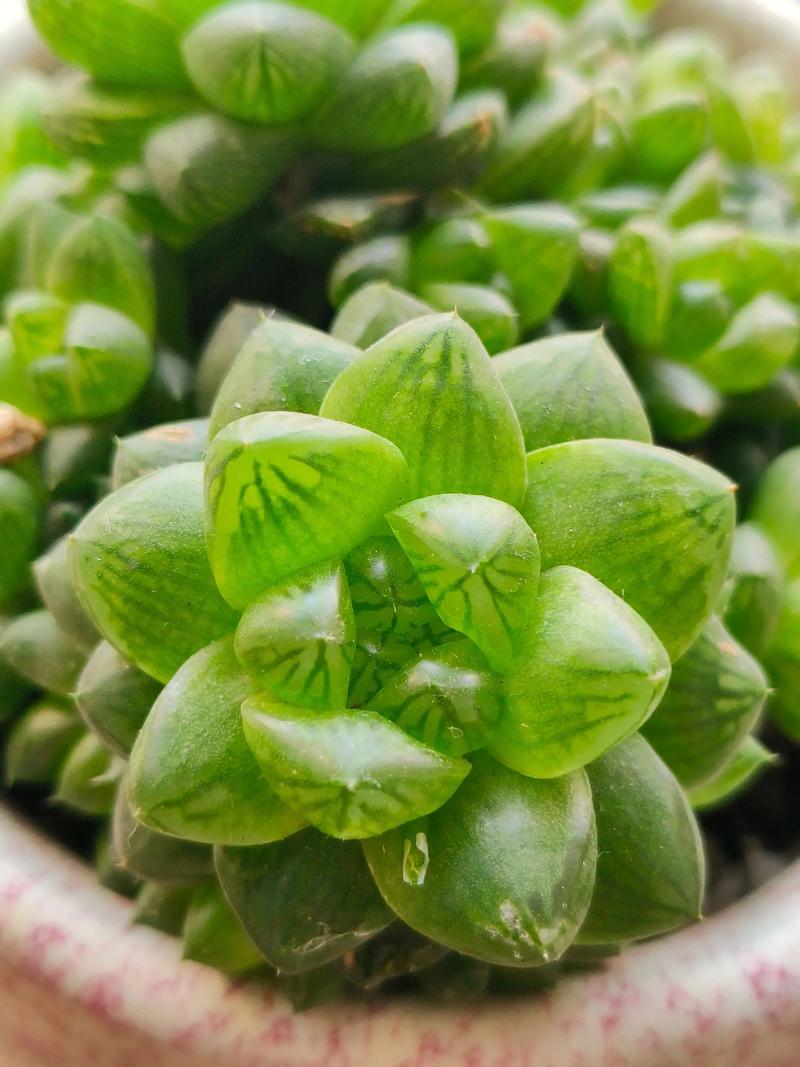 多肉植物分盆最佳季节是何时？-第1张图片-吾爱花网