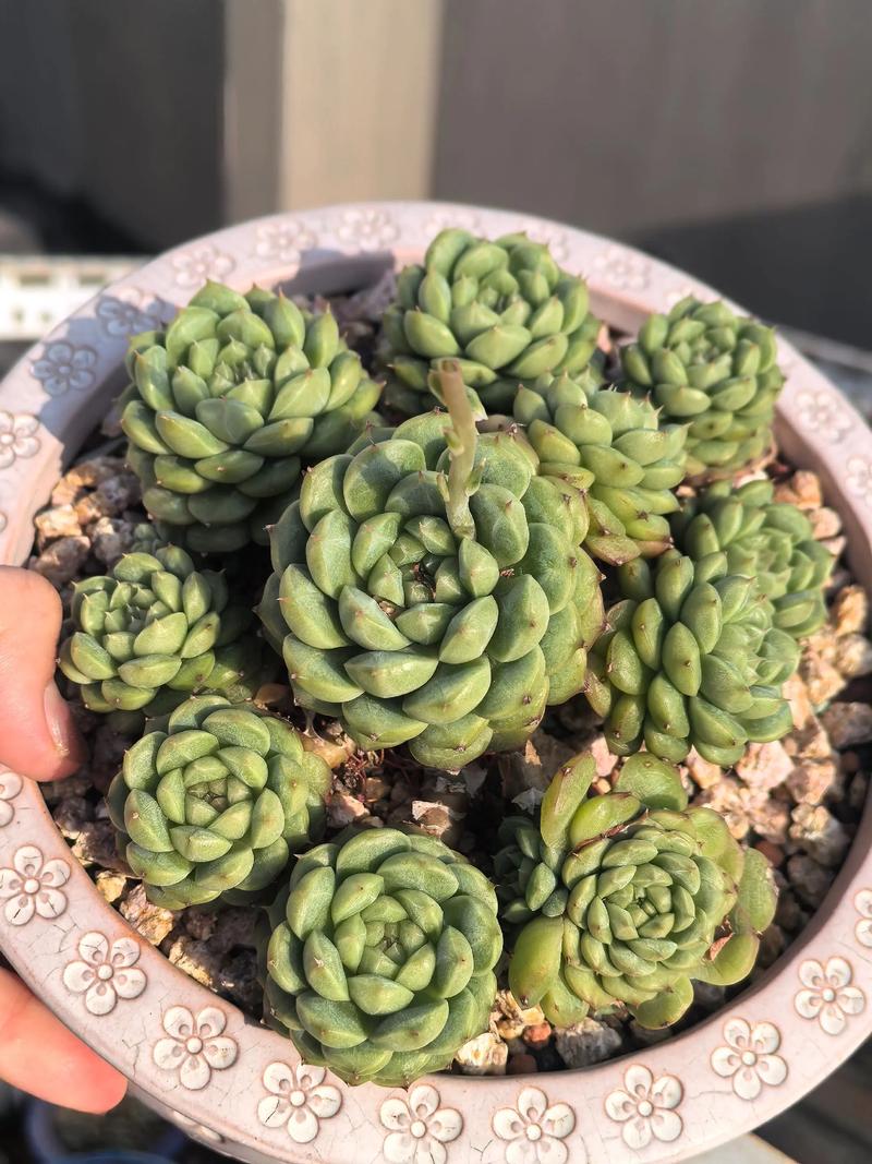 翡翠景天多肉有多少种-第1张图片-吾爱花网