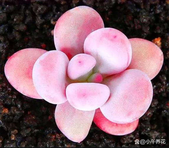 翡翠景天多肉有多少种-第2张图片-吾爱花网