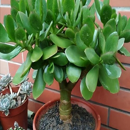 燕子掌怎么养？关键养护技巧有哪些？-第2张图片-吾爱花网