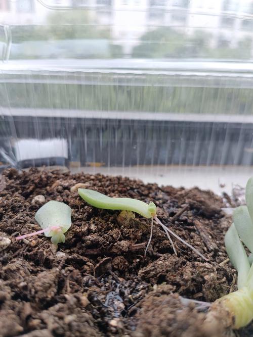 多肉叶芽出后该怎么做?-第1张图片-吾爱花网 多肉叶芽出后该怎么做?-第1张图片-吾爱花网
