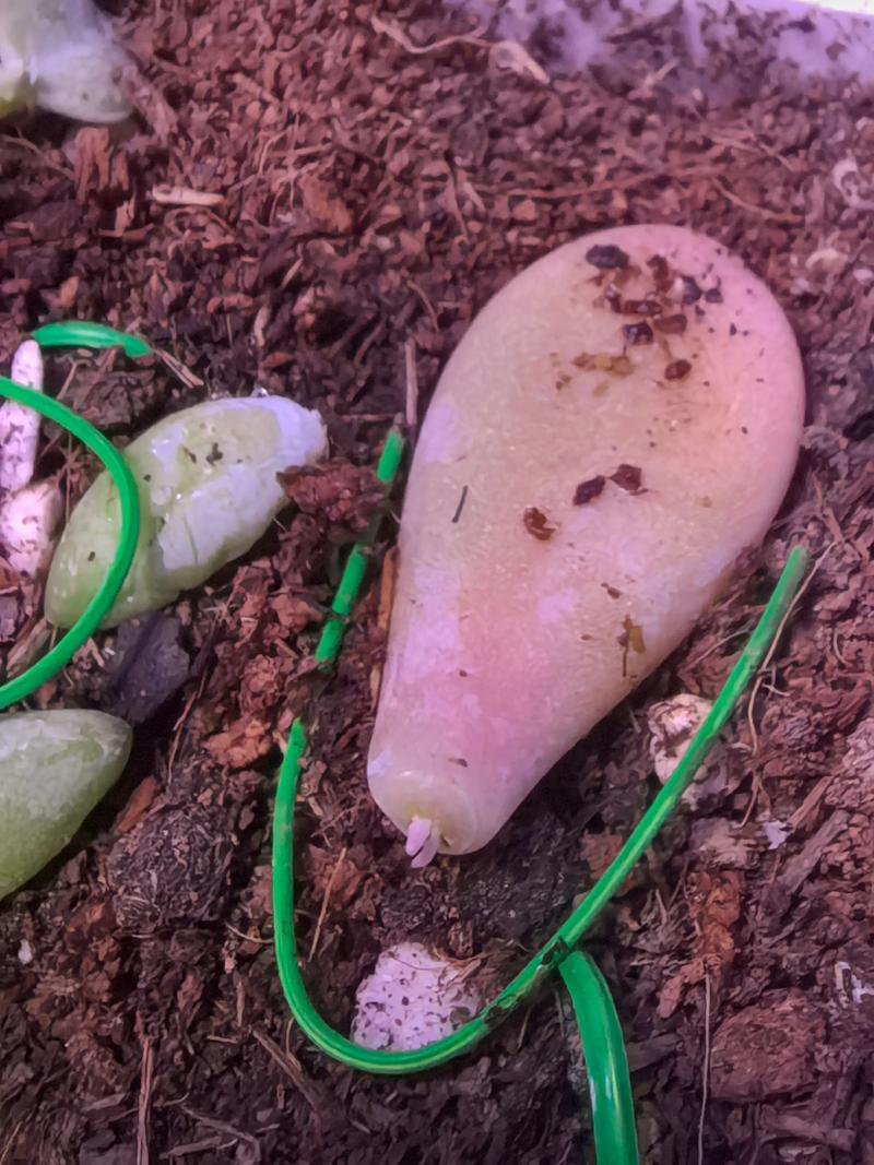 多肉叶芽出后该怎么做？-第2张图片-吾爱花网