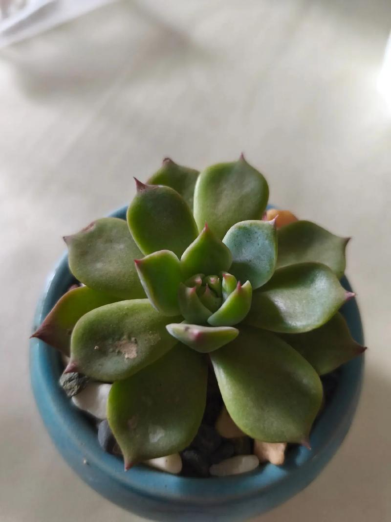 多肉叶芽出后该怎么做？-第3张图片-吾爱花网