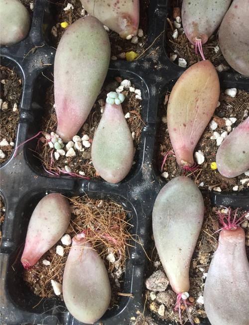 多肉水培怎么养才能活?-第3张图片-吾爱花网 多肉水培怎么养才能活?-第3张图片-吾爱花网