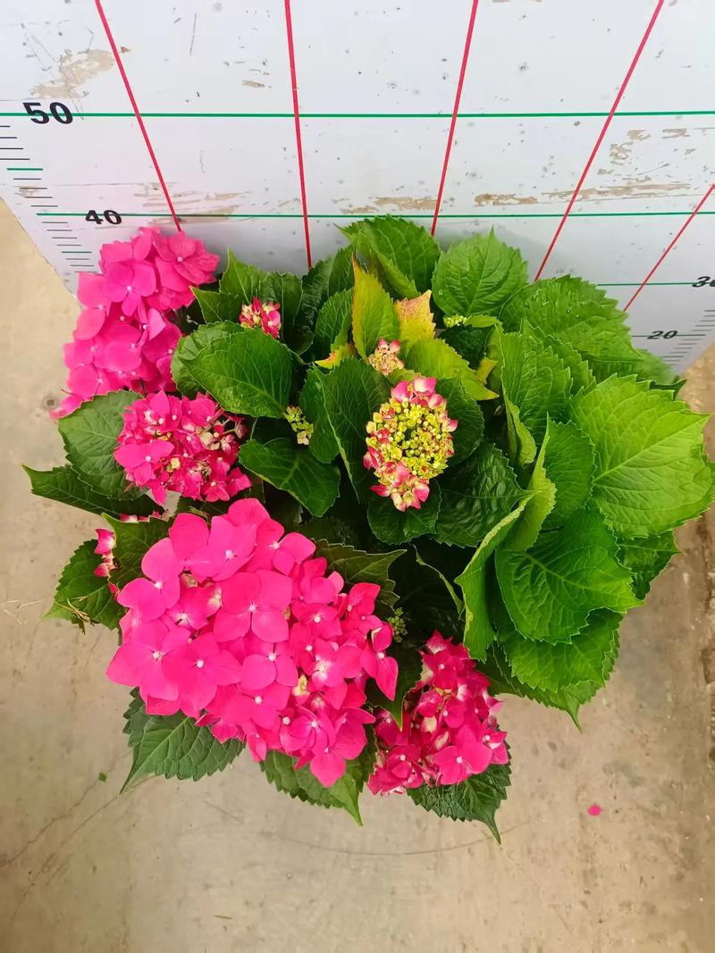 云南畅销盆栽花卉品种-第1张图片-吾爱花网