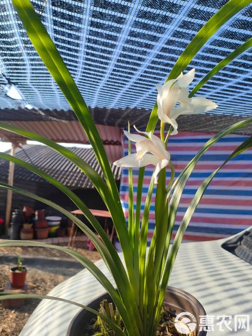 云南畅销盆栽花卉品种-第2张图片-吾爱花网