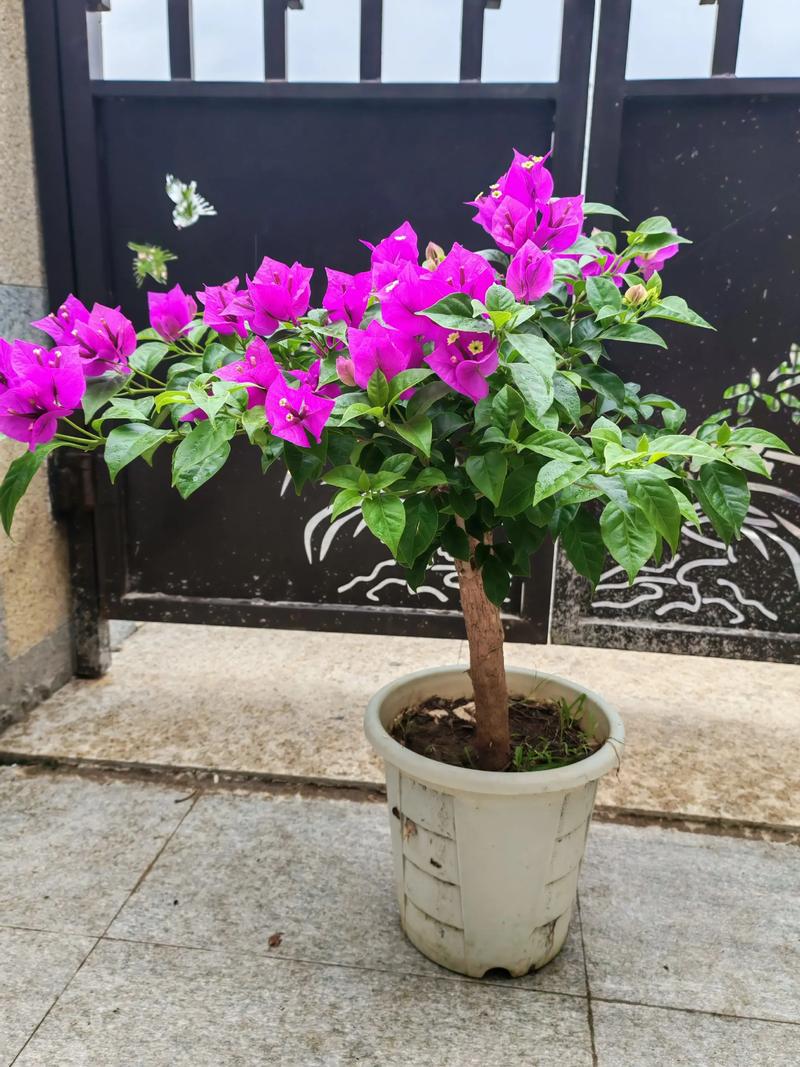 云南畅销盆栽花卉品种-第3张图片-吾爱花网