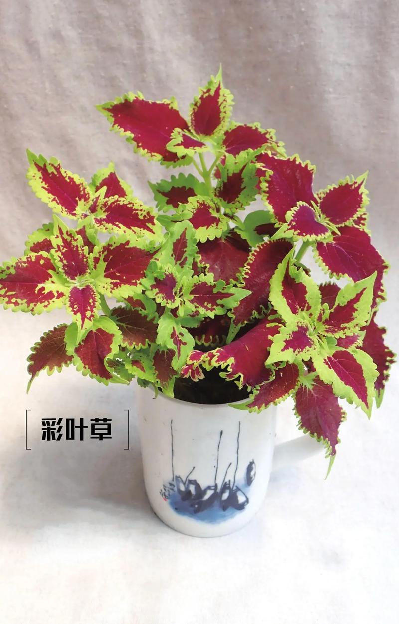 彩叶草水培土养哪个更适合？-第1张图片-吾爱花网