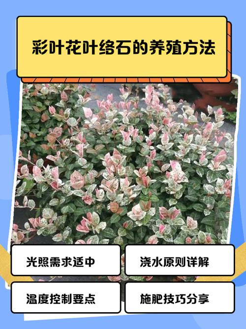 彩叶草水培土养哪个更适合？-第2张图片-吾爱花网