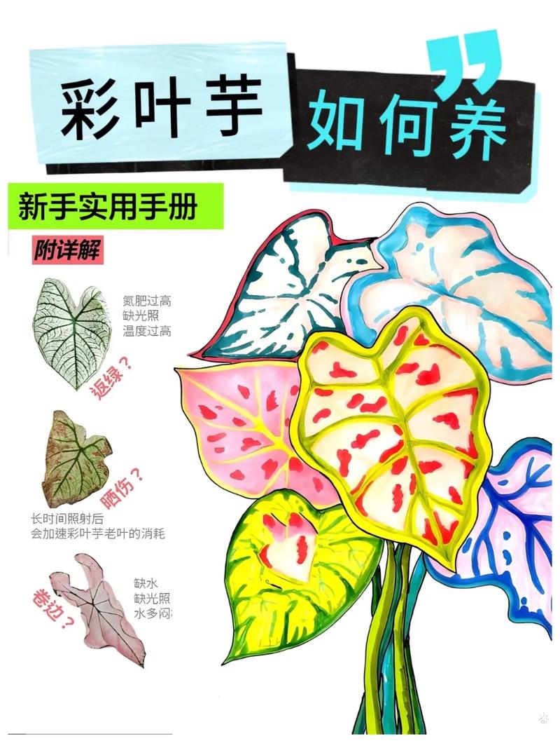 彩叶草水培土养哪个更适合？-第3张图片-吾爱花网