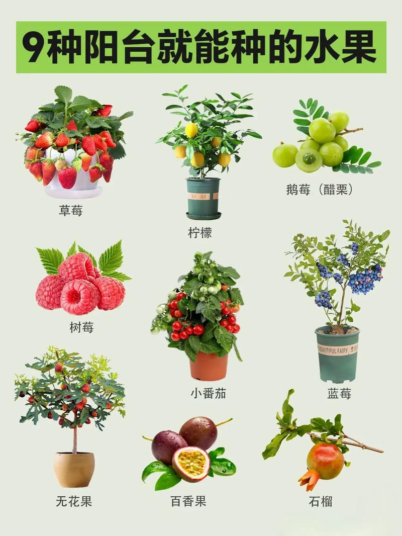 哪些水果树适合盆栽？名称图片怎么认？-第1张图片-吾爱花网