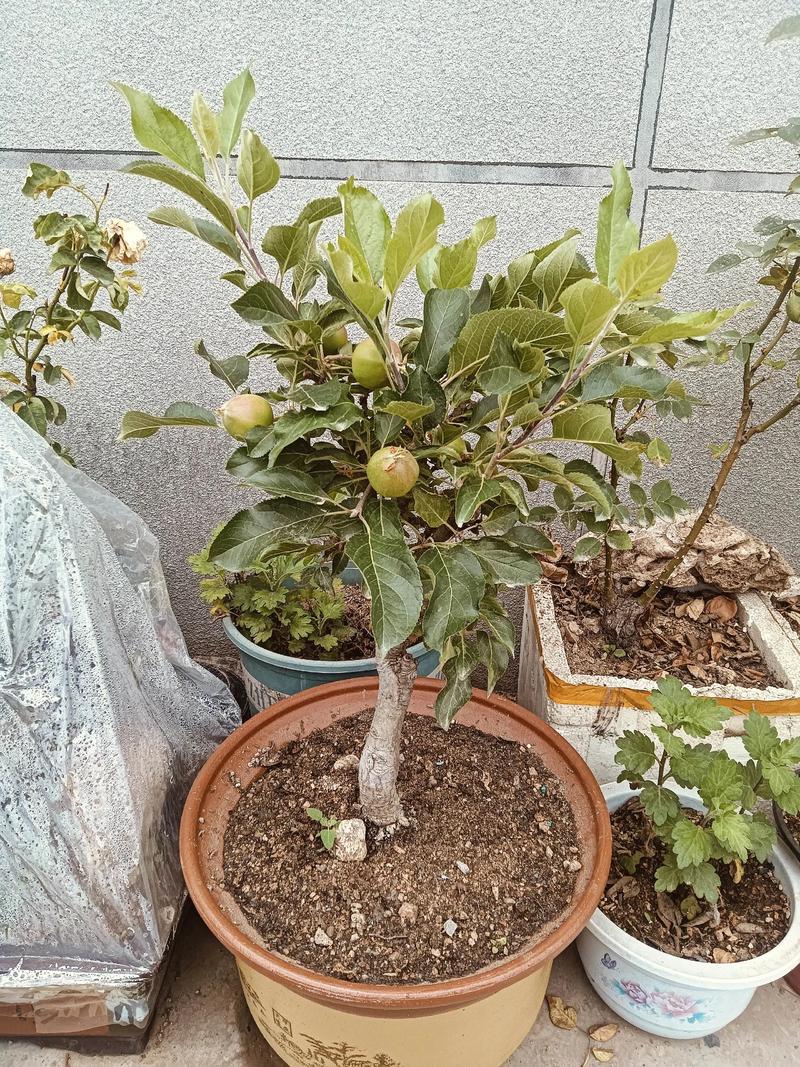 哪些水果树适合盆栽？名称图片怎么认？-第2张图片-吾爱花网