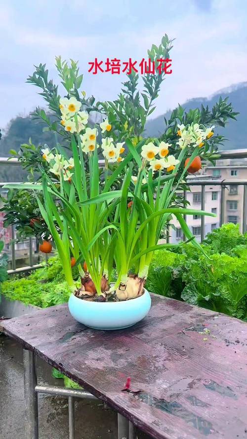 水仙花开花后为何会倒伏？-第2张图片-吾爱花网
