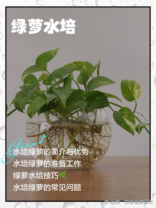 水培绿萝能转土培吗？-第1张图片-吾爱花网