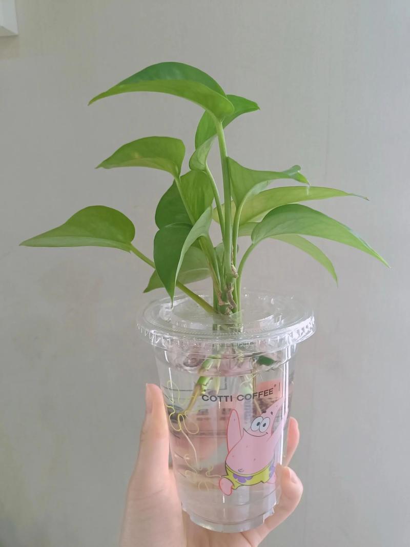 水培绿萝能转土培吗？-第2张图片-吾爱花网