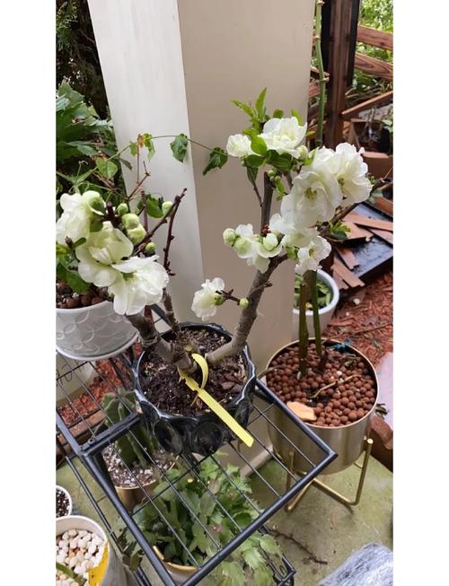 室内盆栽海棠怎么养才好？-第2张图片-吾爱花网