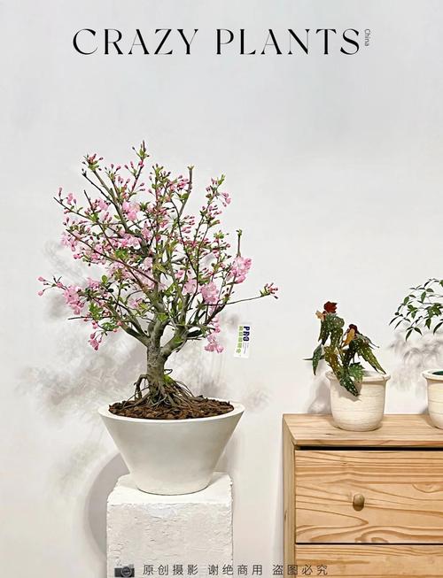 室内盆栽海棠怎么养才好？-第3张图片-吾爱花网