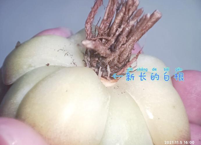 多肉水浇多烂根怎么办-第1张图片-吾爱花网 多肉水浇多烂根怎么办-第1张图片-吾爱花网