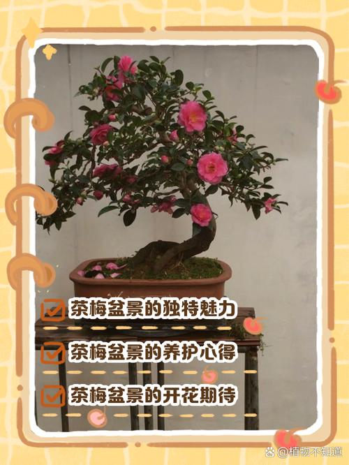 盆栽茶梅冬天室内掉叶-第1张图片-吾爱花网 盆栽茶梅冬天室内掉叶-第1张图片-吾爱花网