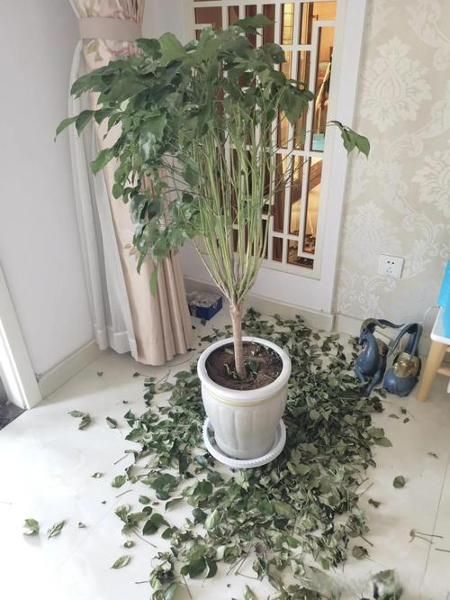 盆栽茶梅冬天室内掉叶-第3张图片-吾爱花网 盆栽茶梅冬天室内掉叶-第3张图片-吾爱花网