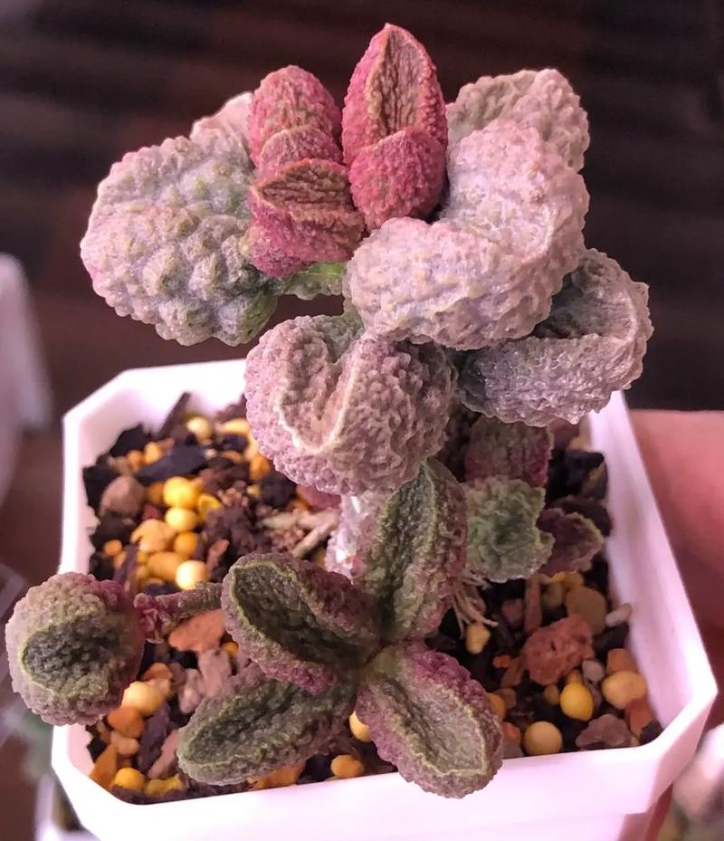 多肉水泡品种图片有哪些?-第1张图片-吾爱花网 多肉水泡品种图片有哪些?-第1张图片-吾爱花网