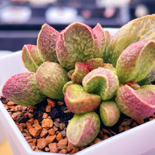 多肉水泡品种图片有哪些?-第2张图片-吾爱花网 多肉水泡品种图片有哪些?-第2张图片-吾爱花网