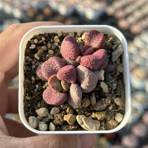 多肉水泡品种图片有哪些?-第3张图片-吾爱花网 多肉水泡品种图片有哪些?-第3张图片-吾爱花网