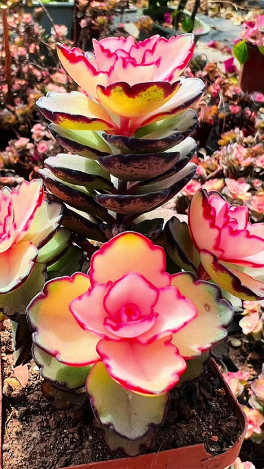 龙须牡丹多肉开花图片-第2张图片-吾爱花网