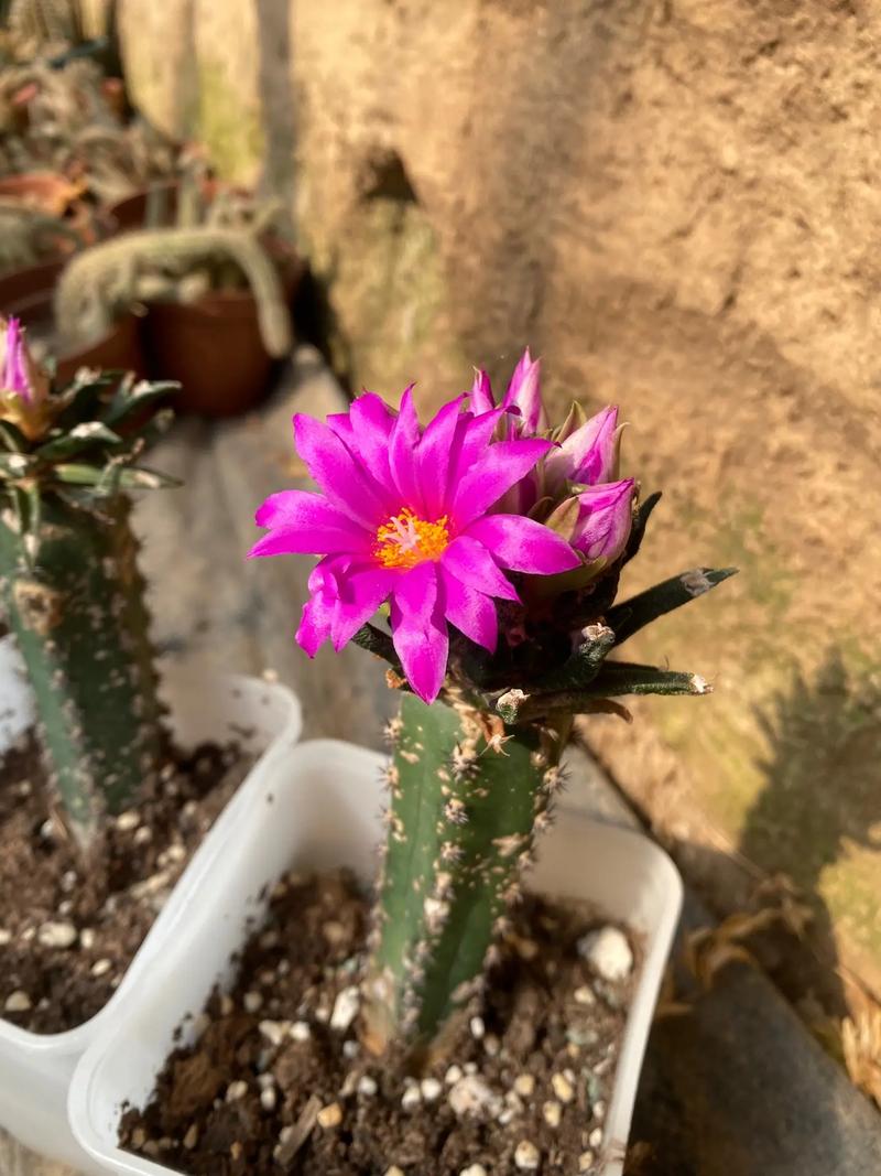 龙须牡丹多肉开花图片-第1张图片-吾爱花网 龙须牡丹多肉开花图片-第1张图片-吾爱花网