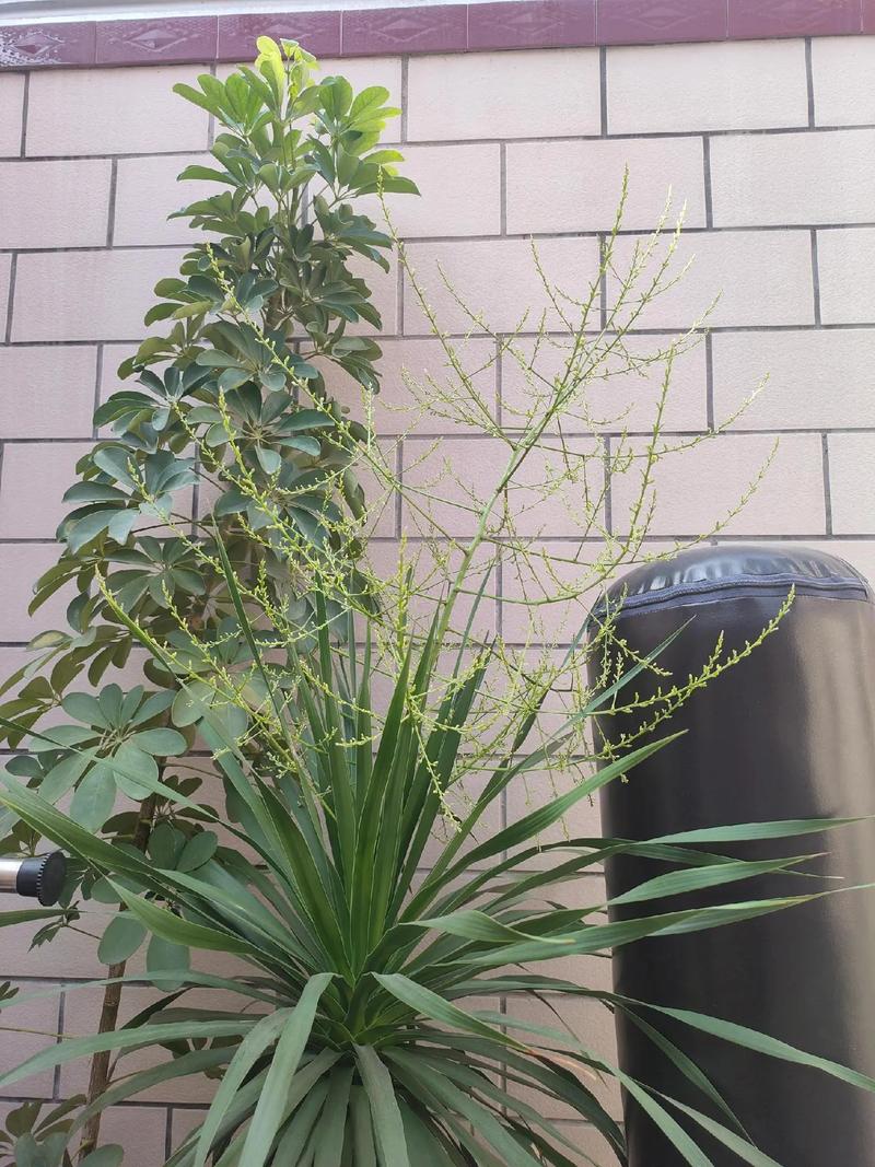 龙须牡丹多肉开花图片-第3张图片-吾爱花网 龙须牡丹多肉开花图片-第3张图片-吾爱花网