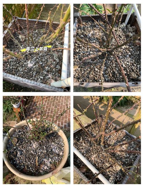 家庭盆栽冬天该不该施肥？-第3张图片-吾爱花网