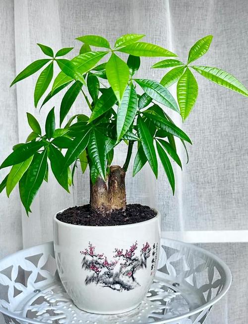 家庭盆栽冬天该不该施肥？-第2张图片-吾爱花网