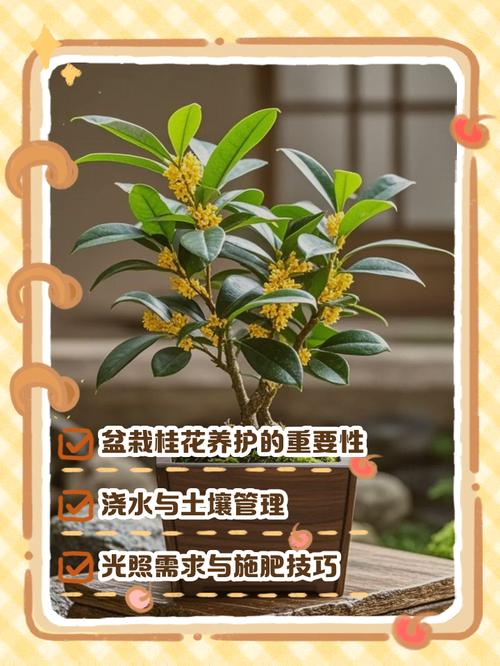 桂花盆栽如何打药施肥-第1张图片-吾爱花网