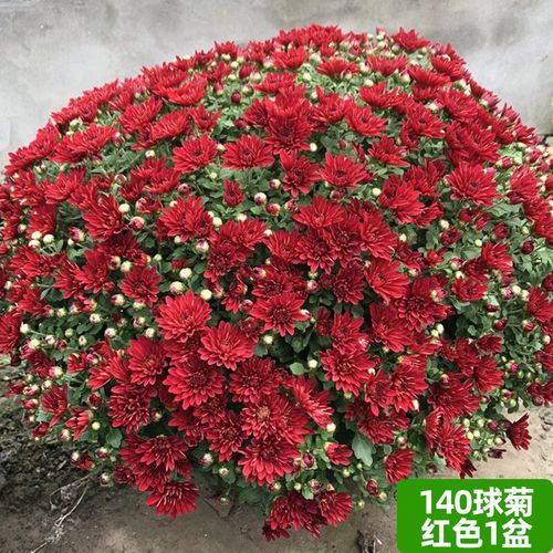 千头菊花盆栽怎么养才能爆花？-第1张图片-吾爱花网