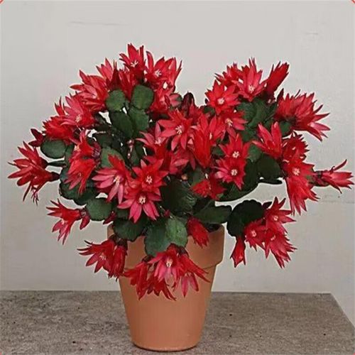 千头菊花盆栽怎么养才能爆花？-第2张图片-吾爱花网