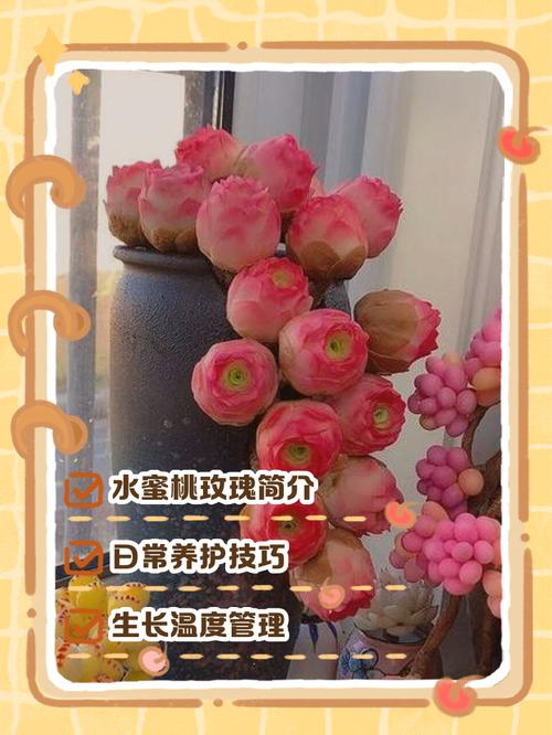 多肉玫瑰休眠怎么养护-第2张图片-吾爱花网 多肉玫瑰休眠怎么养护-第2张图片-吾爱花网