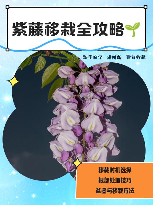盆栽紫藤怎么换地栽？-第1张图片-吾爱花网