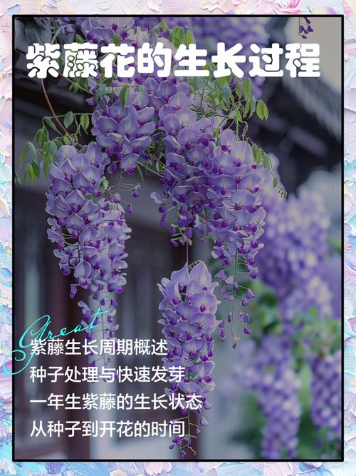 盆栽紫藤怎么换地栽？-第2张图片-吾爱花网