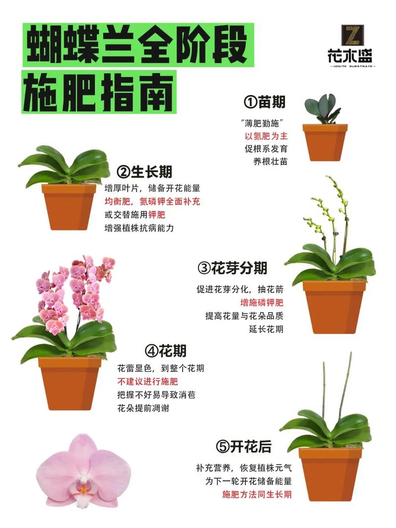 水培蝴蝶兰花期到底有多长？-第2张图片-吾爱花网