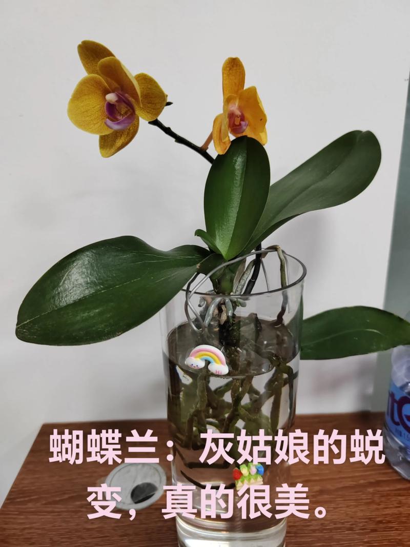 水培蝴蝶兰花期到底有多长？-第1张图片-吾爱花网
