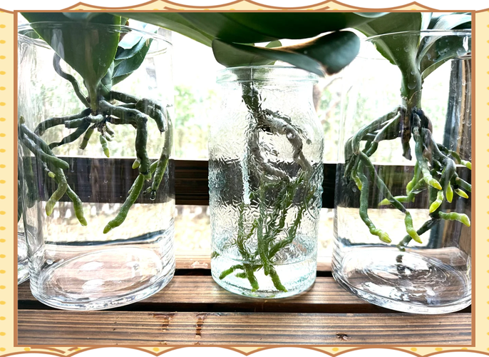 水培蝴蝶兰花期到底有多长？-第3张图片-吾爱花网