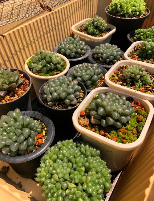 玉露株型松散怎么办？-第2张图片-吾爱花网