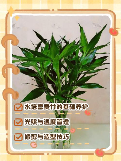 富贵竹水培如何轻松养爆盆？-第1张图片-吾爱花网