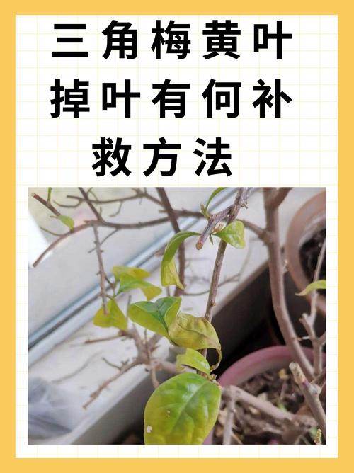 水培植物掉叶子咋办？-第1张图片-吾爱花网