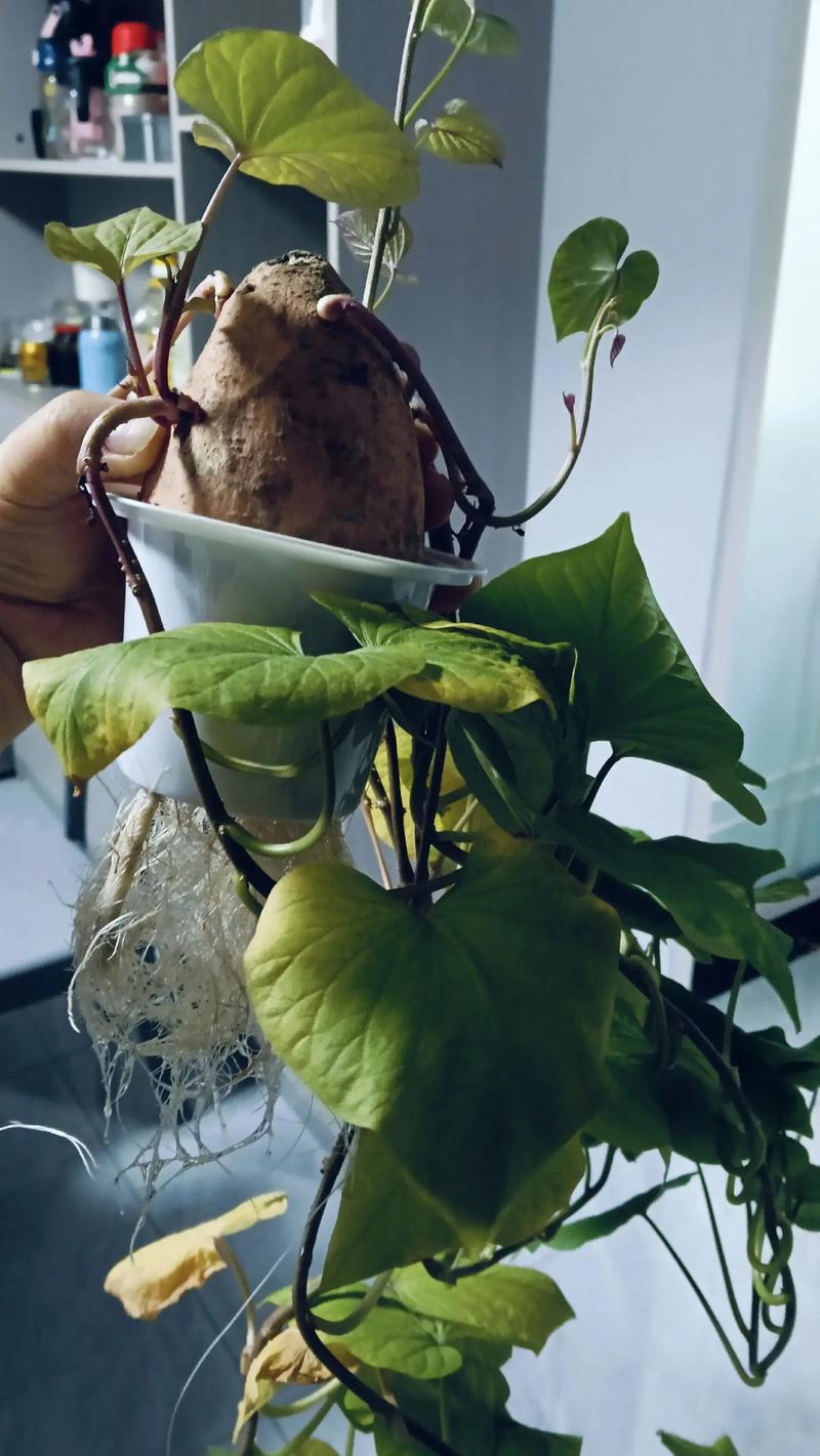 水培植物掉叶子咋办？-第2张图片-吾爱花网